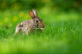 Close-up photo with copy space of an eastern cottontail rabbit Sylvilagus floridanus in British Columbia, Canada Royalty Free Stock Photo