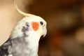 Close up photo of corella parrot.