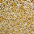 Close up photo of coriander grain on the fresh food ingredient market Royalty Free Stock Photo