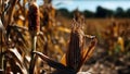 Photo of corn cob in organic corn field