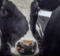 A close up photo of a Cows face in a herd