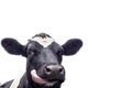 A close up photo of a Cows face isolated on a white background