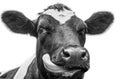 A close up photo of a Cows face isolated on a white background