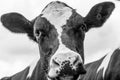 A close up photo of a Cows face isolated on a white background Royalty Free Stock Photo