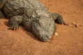 A close-up photo of a crocodile. Reptile