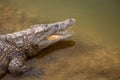 A close-up photo of a crocodile. Reptile