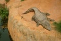 A close-up photo of a crocodile. Reptile