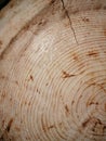Close-up photo, cross section of a tree trunk Royalty Free Stock Photo