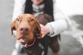 Close-up photo of a cute dog breeds a magyar vizsla, and a woman who holds a pet at the background. Focus on the dog`s eyes.