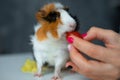 Close up photo of cute guinea pig eating cherry tomato from cropped woman hand on blurred little girl face background Royalty Free Stock Photo
