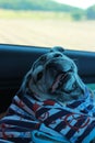 Close-up photo of a cute smiling pug.  open mouth to see teeth and tongue funny pet face concept Royalty Free Stock Photo