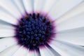 Purple daisy close up Royalty Free Stock Photo