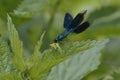 Close-up photo of dark blue dragonfly caught a yellow fly. Royalty Free Stock Photo