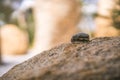 Close up photo of dead beetle lying on a rock