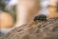 Close up photo of dead beetle lying on a rock