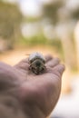 Close up photo of dead beetle lying on an unidentified person's hand