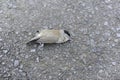 Close-up photo of dead bird corpse and carcass on the road