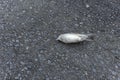 Close-up photo of dead bird corpse and carcass on the road