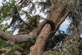 Close up photo of Deformed tree branch in a botanical garden