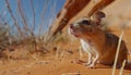 Close-up photo of a Desert Kangaroo Rat lookinG