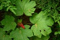 Close up photo of devil`s club Oplopanax horridus leaves and fruit in the dark rainforest Royalty Free Stock Photo