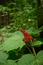 Close up photo of devil`s club Oplopanax horridus leaves and fruit in the dark rainforest Royalty Free Stock Photo