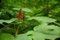 Close up photo of devil`s club Oplopanax horridus leaves and fruit in the dark rainforest Royalty Free Stock Photo