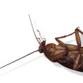 A close up photo of a disgusting cockroach insect after being turned upside down against a white background