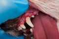 Close-up photo of a dog mouth with periodontitis