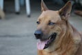 Close-up photo of a dog with one cloudy eye, a blind dog,