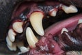 Close-up photo of a dog teeth after tartar removing and before professional brushing Royalty Free Stock Photo