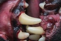 Close-up photo of a dog teeth after tartar removing and before professional brushing Royalty Free Stock Photo