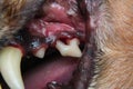 Close-up photo of a dog teeth after tartar removing and before professional brushing Royalty Free Stock Photo