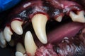 Close-up photo of a dog teeth after tartar removing and before professional brushing Royalty Free Stock Photo