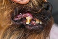 Close-up photo of a dog teeth with tartar and tooth erosion