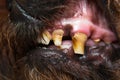Close-up photo of a dog teeth with tartar and tooth erosion