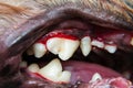 Close-up photo of a dog teeth after tartarectomy or dental scalling