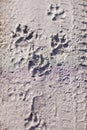 Close-up photo of dog traces paws in the mud