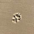 Dogs Pawprint isolated in the sand