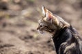 Close up photo of domestic cat