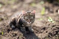 Close up photo of domestic cat