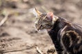 Close up photo of domestic cat