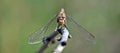 Close up photo of a dragonfly wing, Tau emerald, Dragonflies, graceful predatory insects Royalty Free Stock Photo