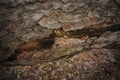 Close up photo of dry cork on the tree trunk Royalty Free Stock Photo