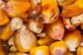 Close-up photo of dry grain corn Royalty Free Stock Photo