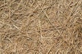 Close up photo of dry straw. Pattern of straw for the design