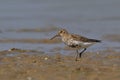 Close-up photo of Dunlin on the beach Royalty Free Stock Photo