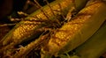 Close up photo of an ear of corn. Autumn harvest concept Royalty Free Stock Photo