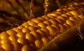Close up photo of an ear of corn. Natural corn plucked from the field. Autumn harvest concept Royalty Free Stock Photo