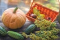 Fresh harvest of red and yellow tomatoes in a wicker basket on an old wooden table Royalty Free Stock Photo